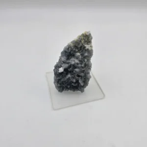 راف سلستین ابی